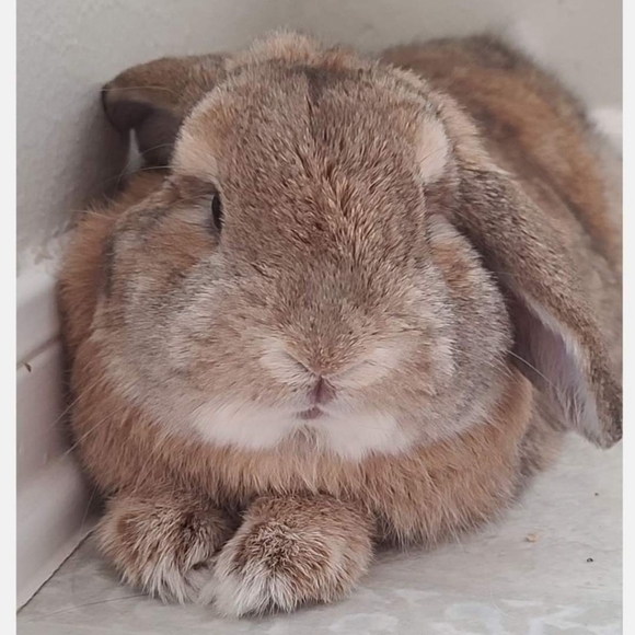 Bags, twillies, scarves, clothes, shoes, jackets, etc. - Picture 8 of 16